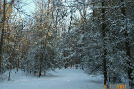 Real Winter 4