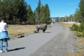 Bison nearby Old Faithful